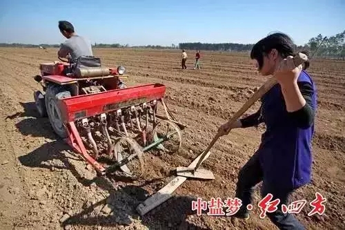 青青草视频APP污版高清種植戶最關心的是什麽？