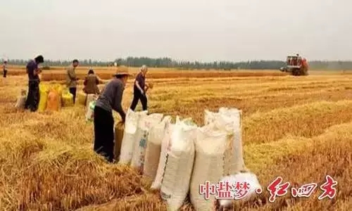 青青草视频APP污版高清豐收時