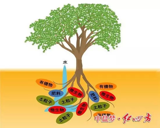 穩定肥料釋放原理圖