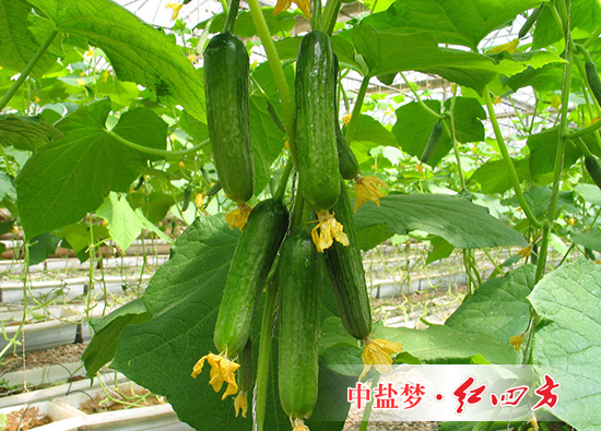 青青草视频污APP硫酸鉀複合肥