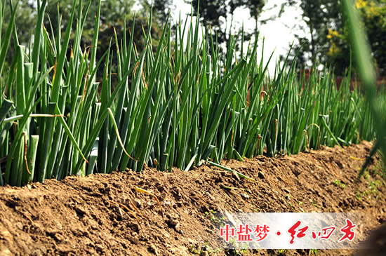 1-大蔥.jpg