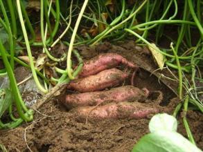 紅薯巧追肥 紅薯巧追肥